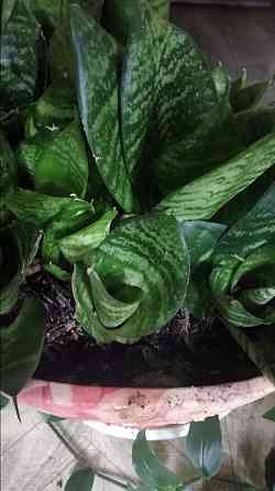 Сансевиерия "зелёная" Донецк