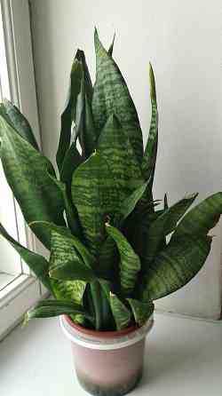 Сансевиерия "зелёная" Донецк