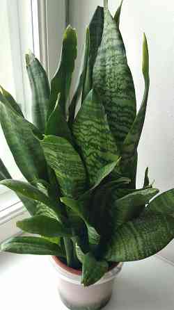 Сансевиерия "зелёная" Донецк