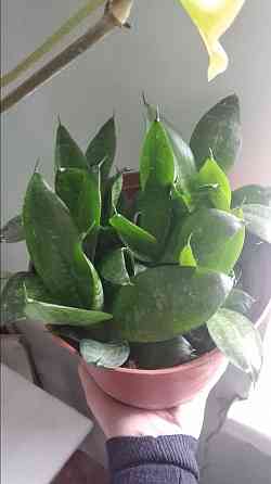 Сансевиерия "зелёная" Донецк