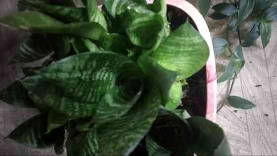 Сансевиерия "зелёная" Донецк