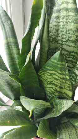 Сансевиерия "зелёная" Донецк