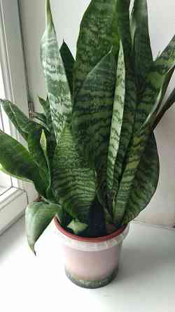 Сансевиерия "зелёная" Донецк