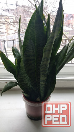 Сансевиерия "зелёная" Донецк - изображение 8