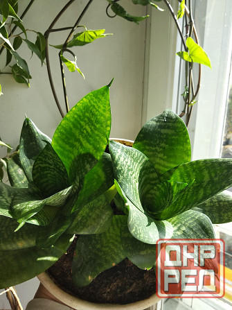 Сансевиерия "зелёная" Донецк - изображение 2