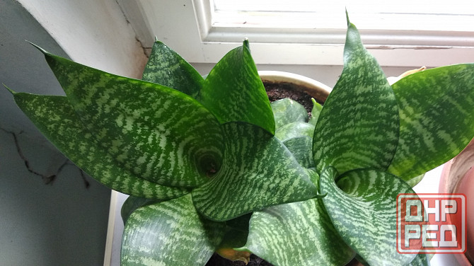 Сансевиерия "зелёная" Донецк - изображение 1