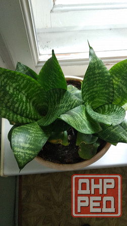 Сансевиерия "зелёная" Донецк - изображение 3