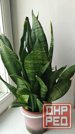 Сансевиерия "зелёная" Донецк - изображение 6