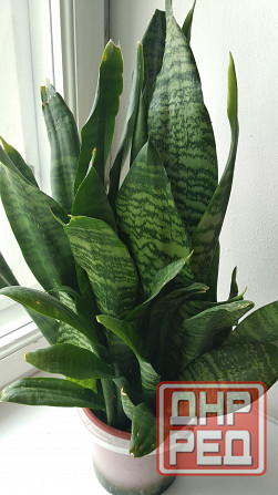 Сансевиерия "зелёная" Донецк - изображение 4