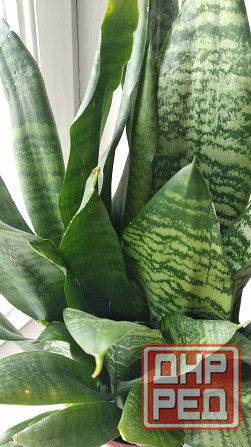 Сансевиерия "зелёная" Донецк - изображение 7