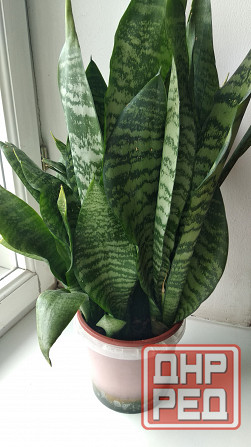 Сансевиерия "зелёная" Донецк - изображение 5