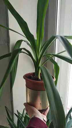 Юкка комнатная Донецк