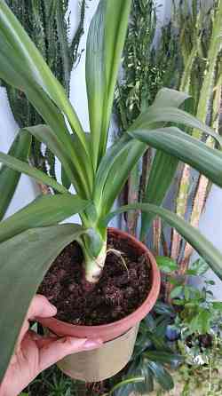 Юкка комнатная Донецк