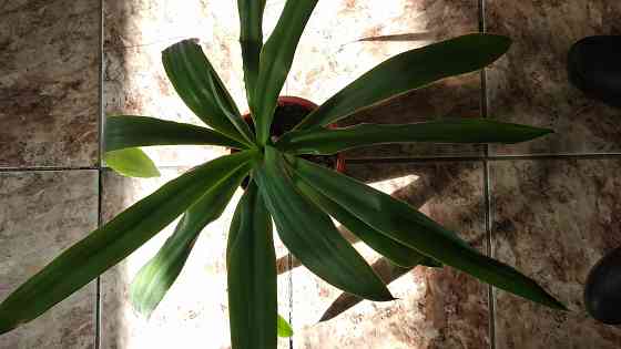 Юкка комнатная Донецк