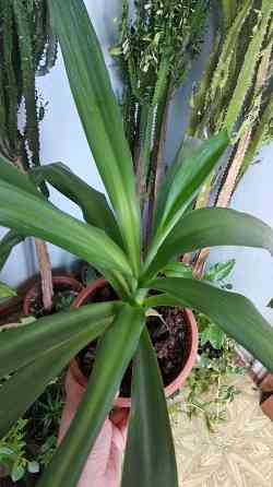 Юкка комнатная Донецк