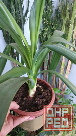 Юкка комнатная Донецк - изображение 4