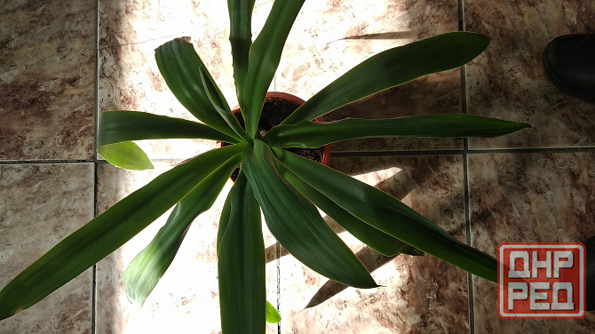 Юкка комнатная Донецк - изображение 3