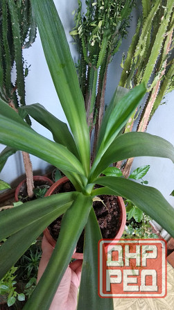 Юкка комнатная Донецк - изображение 1