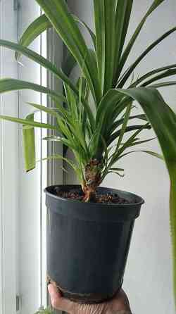 Панданус вариегатный Донецк