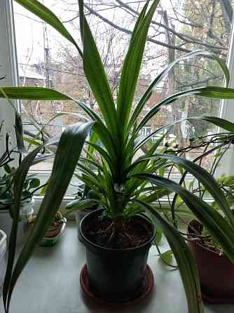 Панданус вариегатный Донецк