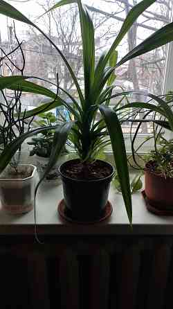 Панданус вариегатный Донецк