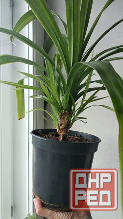 Панданус вариегатный Донецк - изображение 4