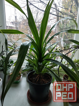 Панданус вариегатный Донецк - изображение 1