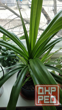 Панданус вариегатный Донецк - изображение 2