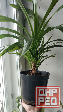 Панданус вариегатный Донецк - изображение 3