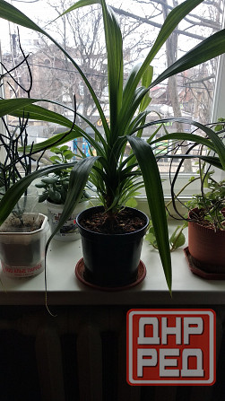 Панданус вариегатный Донецк - изображение 5