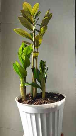 Замиокулькас Донецк