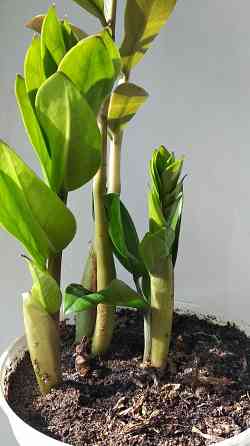 Замиокулькас Донецк