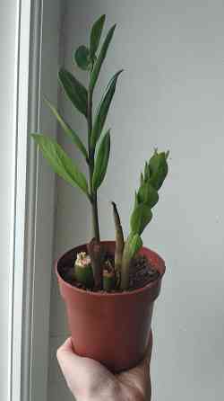 Замиокулькас Донецк