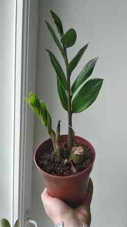 Замиокулькас Донецк