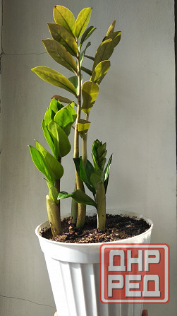 Замиокулькас Донецк - изображение 2