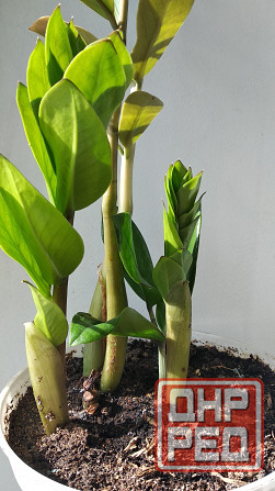 Замиокулькас Донецк - изображение 1