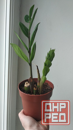 Замиокулькас Донецк - изображение 4