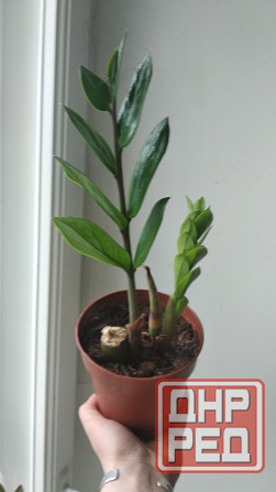 Замиокулькас Донецк - изображение 5