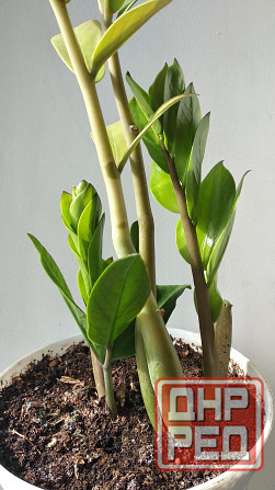 Замиокулькас Донецк - изображение 3