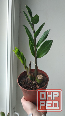 Замиокулькас Донецк - изображение 6