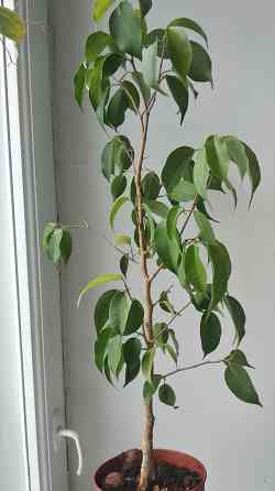 Фикус Бенджамина Донецк