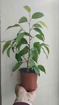 Фикус Бенджамина Донецк