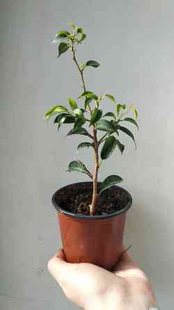 Фикус Бенджамина Донецк