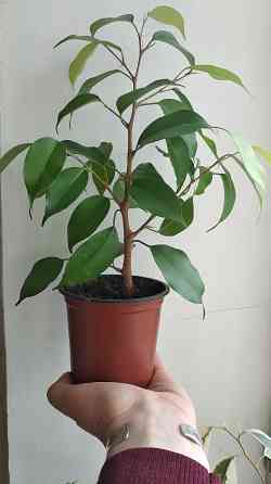 Фикус Бенджамина Донецк