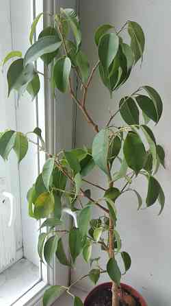 Фикус Бенджамина Донецк