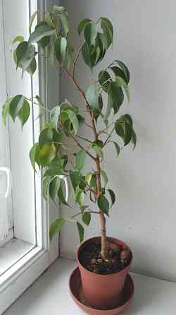 Фикус Бенджамина Донецк