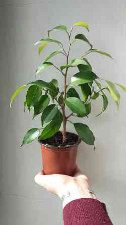 Фикус Бенджамина Донецк