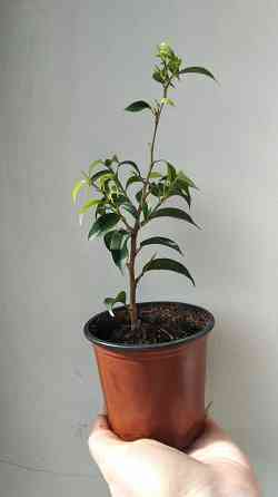 Фикус Бенджамина Донецк