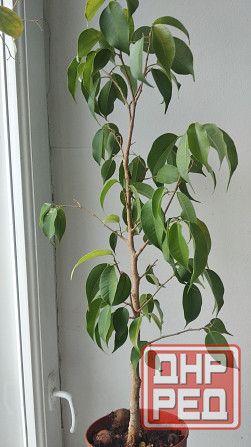 Фикус Бенджамина Донецк - изображение 8