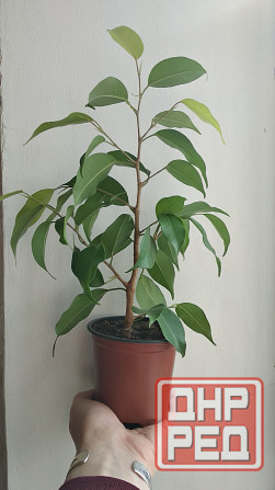 Фикус Бенджамина Донецк - изображение 2